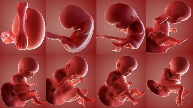 Quá trình hình thành và phát triển của thai nhi